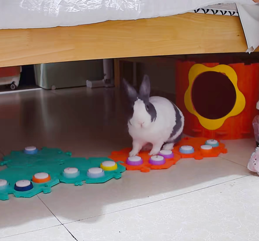 兔兔：別睡啦～快餓昏了啦～