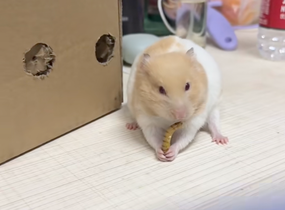 鼠鼠：嗯～好吃～