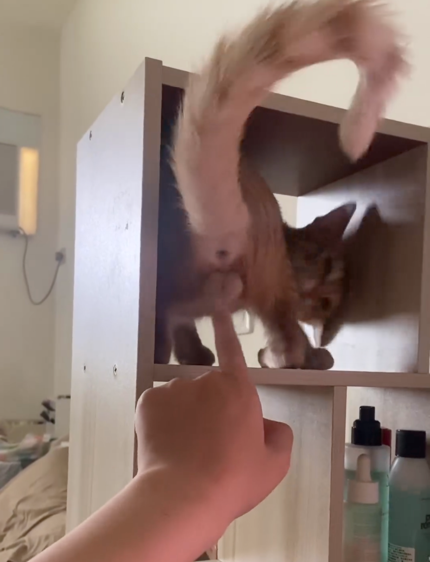 飼主是在手動式搖鈴嗎～？