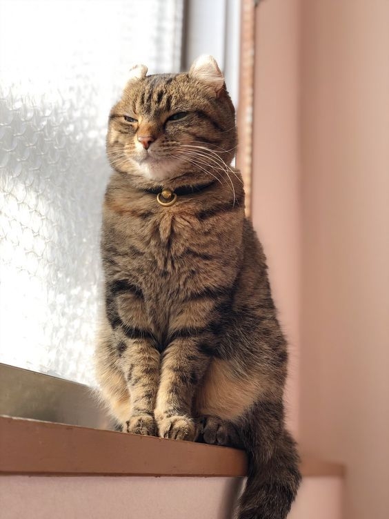 食物或環境過敏都會導致貓咪放屁～