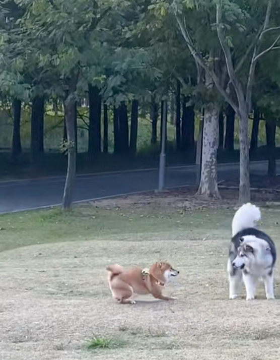 柴柴：哎呀！最喜歡跟哥哥玩了！