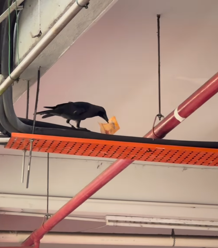 烏鴉：掰～剩下這張我的～