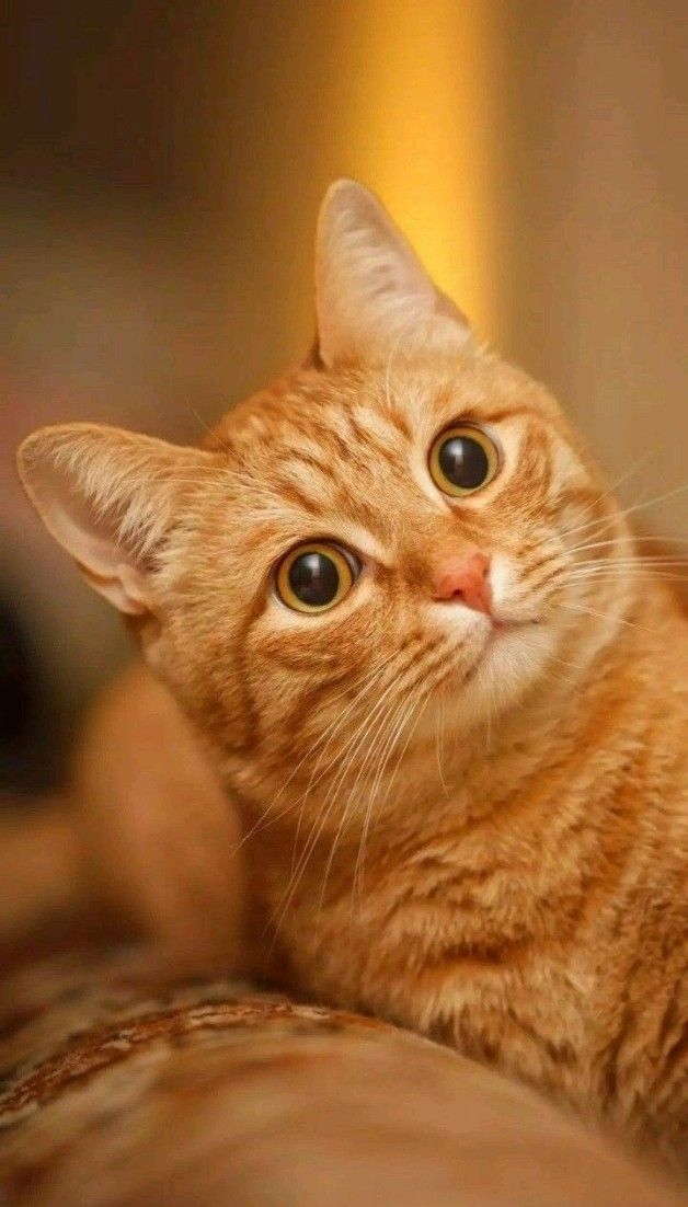 吃太快會導致貓咪放屁喔～