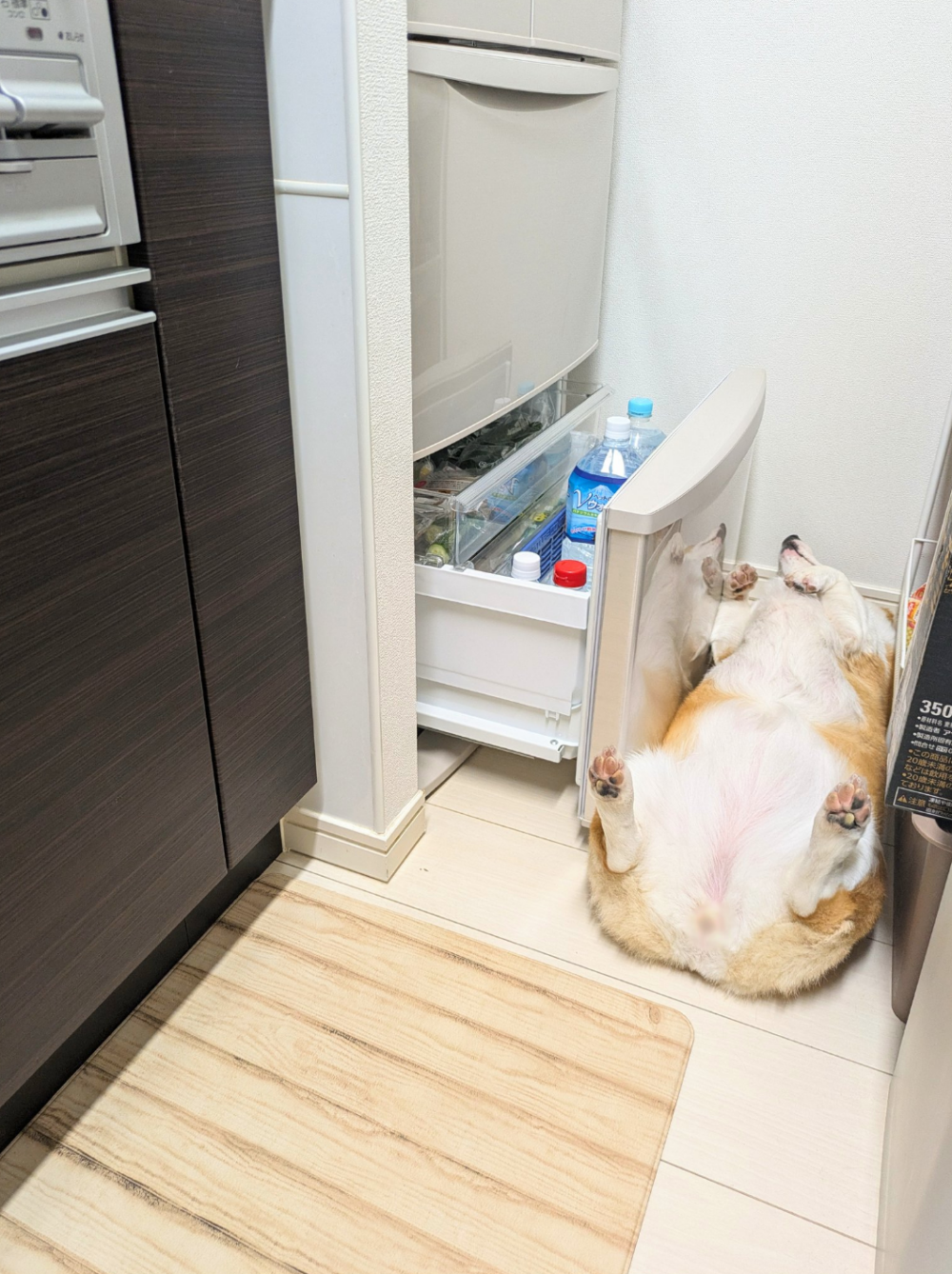 狗狗：要開冰箱得先過我這關喔～