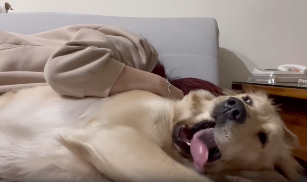 狗狗:有完沒完!生氣了喔!