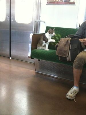 飼主帶毛孩出門前請先閱讀搭車限制與攜帶規則喔~