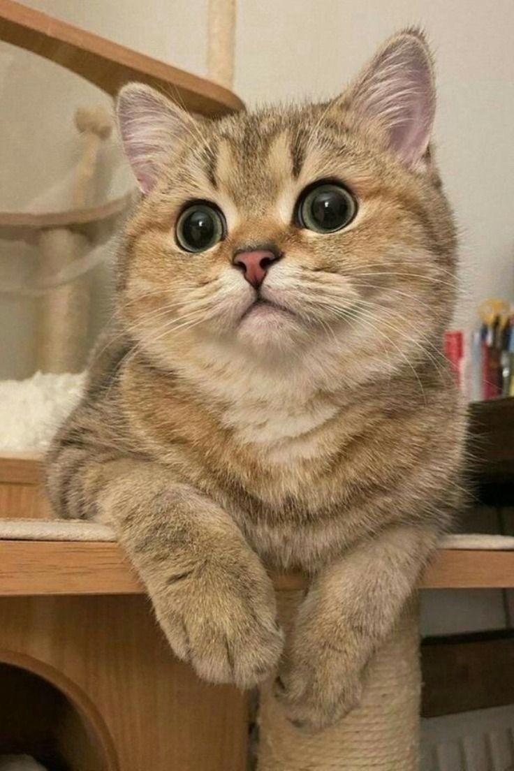 貓咪會放屁嗎？