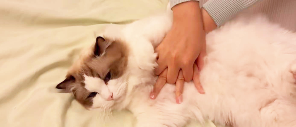 為貓咪做人工呼吸教學。