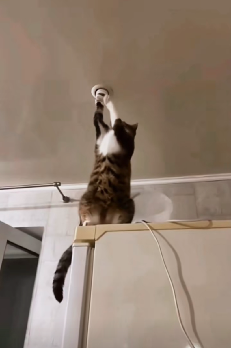 修燈泡朕可是專業的!