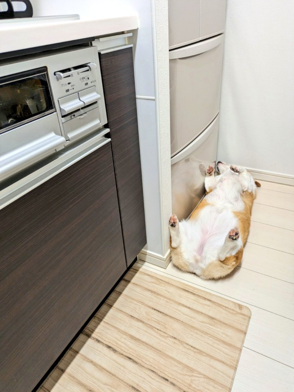 這是牠的Vip座位啦~