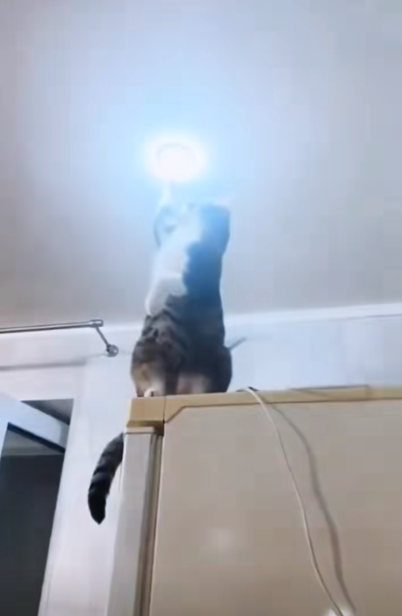 貓師傅有點東西啊！