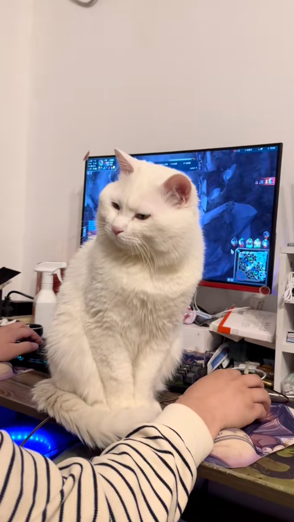 這眼神真的很生氣喔！