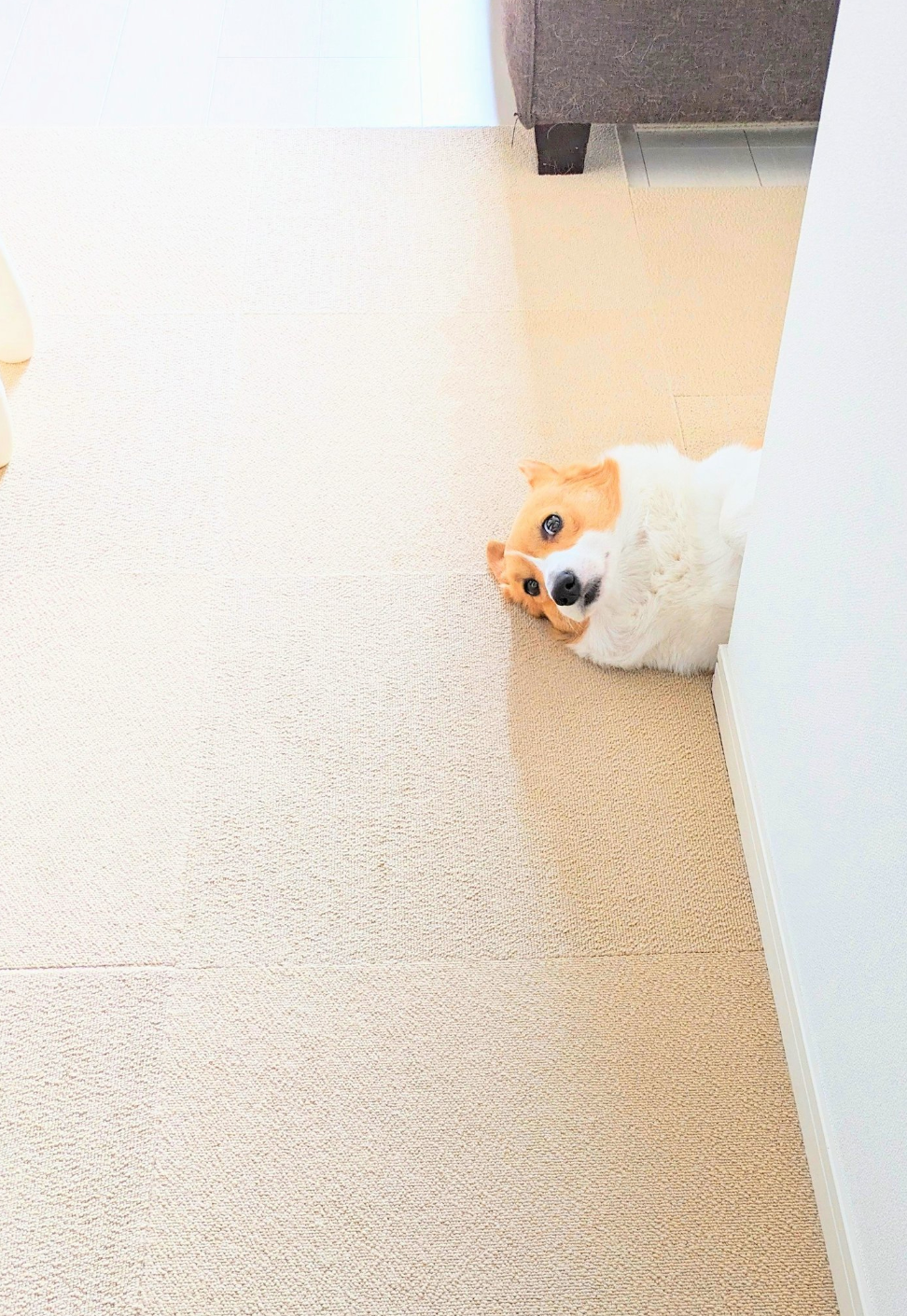 原來是黏人精喔～