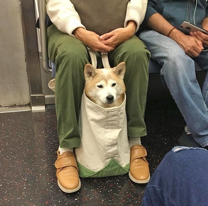 飼主不需提前預約。