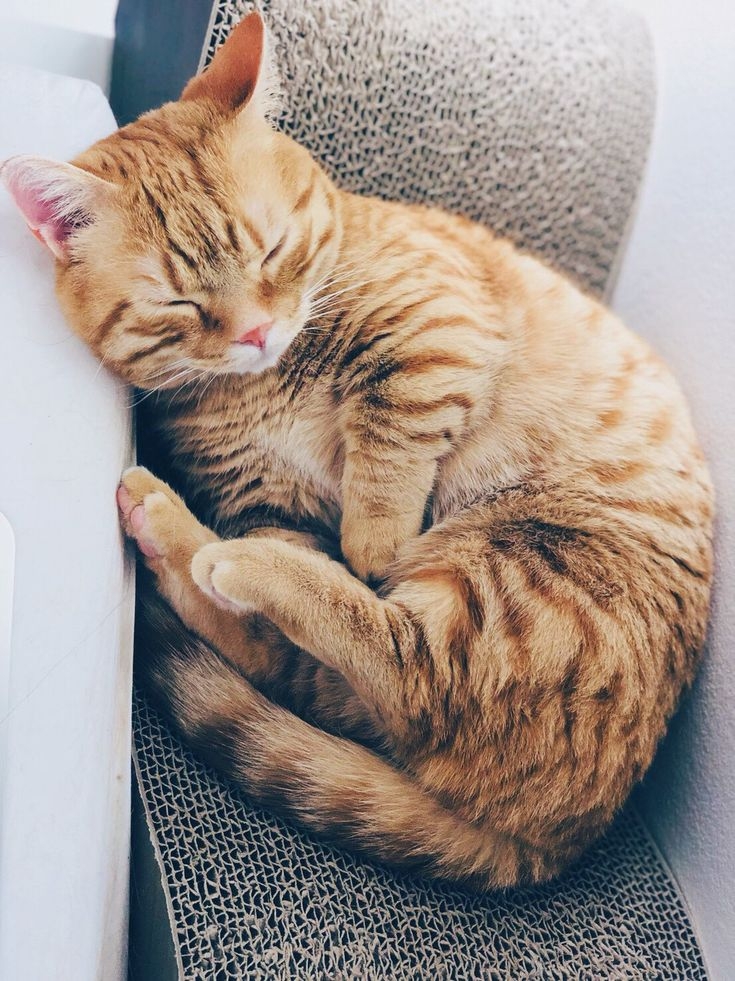 腸胃內的毛髮形成毛球，會引發頻繁放屁。