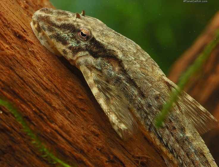 垃圾魚以帶有「清潔功能」而聞名。