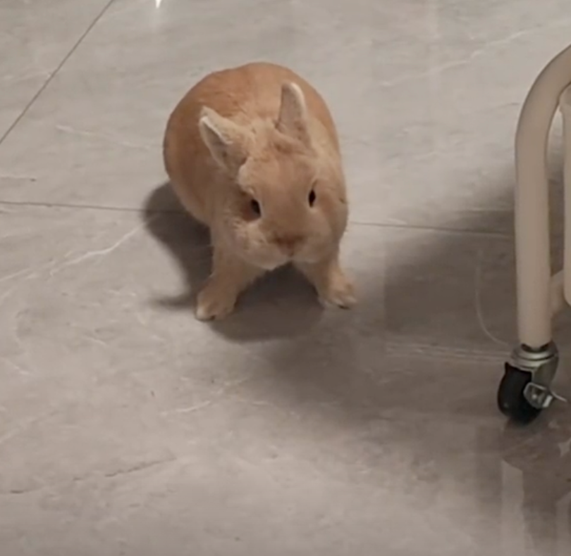 兔兔遲疑的看著飼主：「憑什麼不讓我上去？」