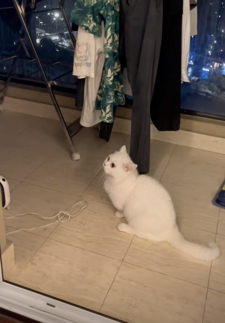 難道貓咪真的看到了什麼嗎～