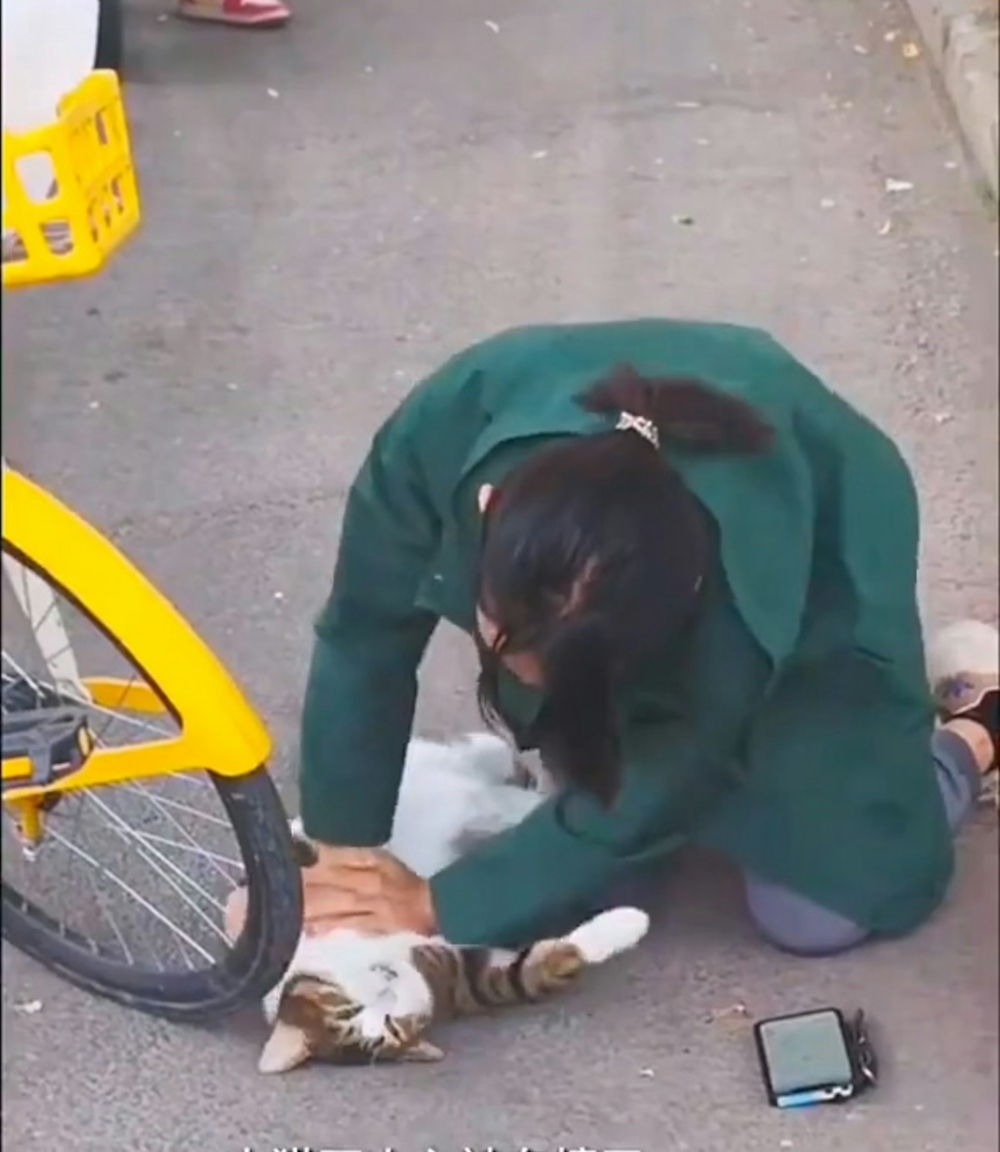 女獸醫全程跪在地上不斷為貓咪進行心肺復甦術。