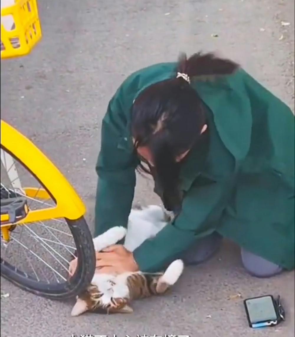 一隻白底虎斑貓被單車撞倒在地，幸好一名休假中的獸醫路過急救。