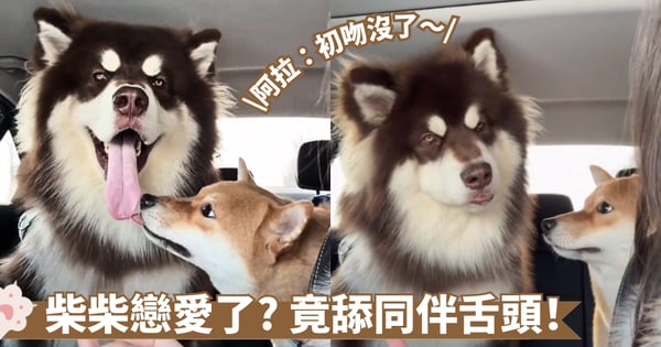 狗狗戀愛了?柴柴抵不住美色誘惑舔同伴舌頭 阿拉斯加被舔後直接腦當機!【有片】