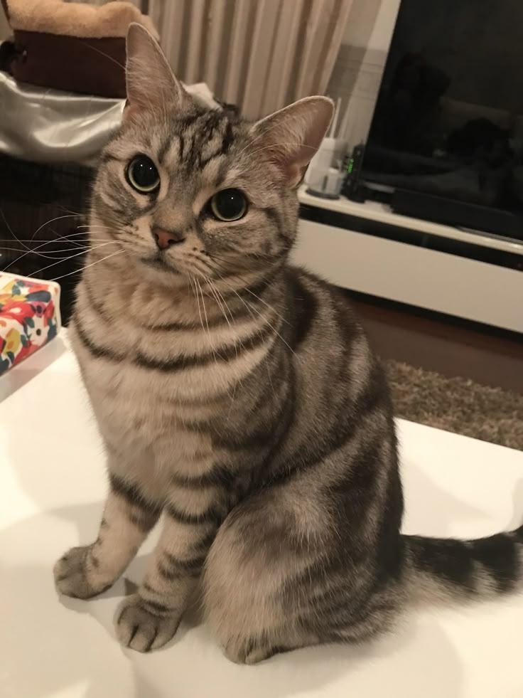 胃腸道寄生蟲感染會導致貓咪放屁有異味。