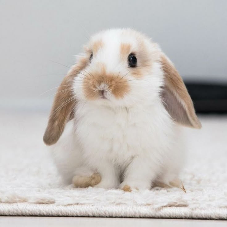 兔子的鼻腔構造較窄且敏感喔～