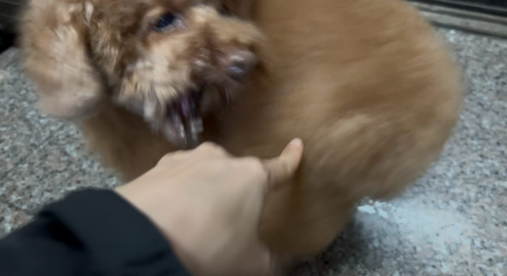 妞妞：手指不想要了是不是！（好一個措手不及）