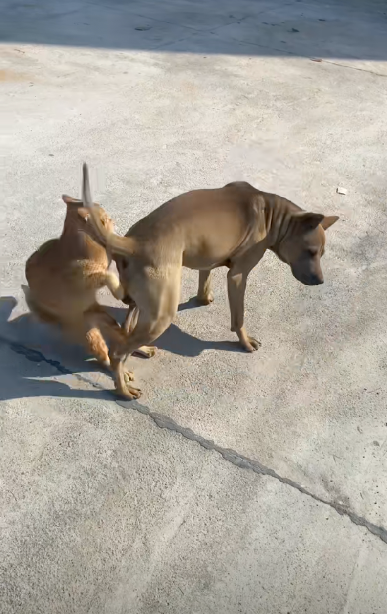 狗狗：吃我的屁屁吧你！