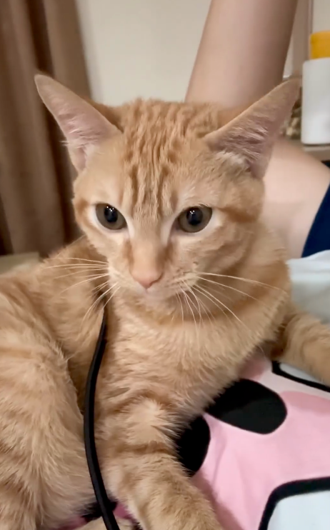 Q寶：人家吸得正開心呢！真是的！