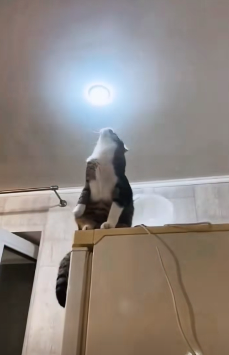 貓師傅看著自己的「作品」，似乎很滿意～