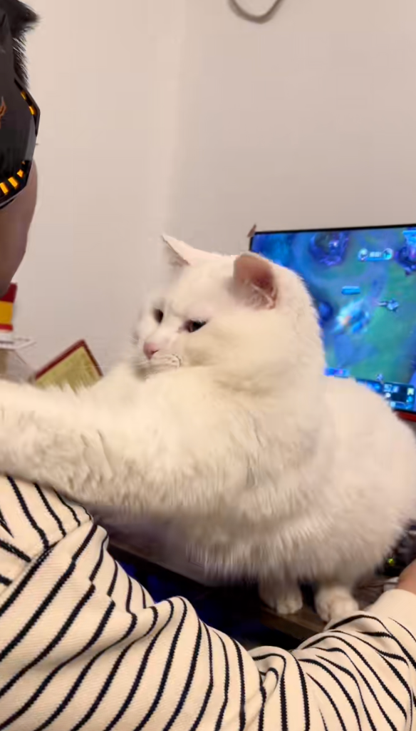 貓咪：你看朕掐不掐你！