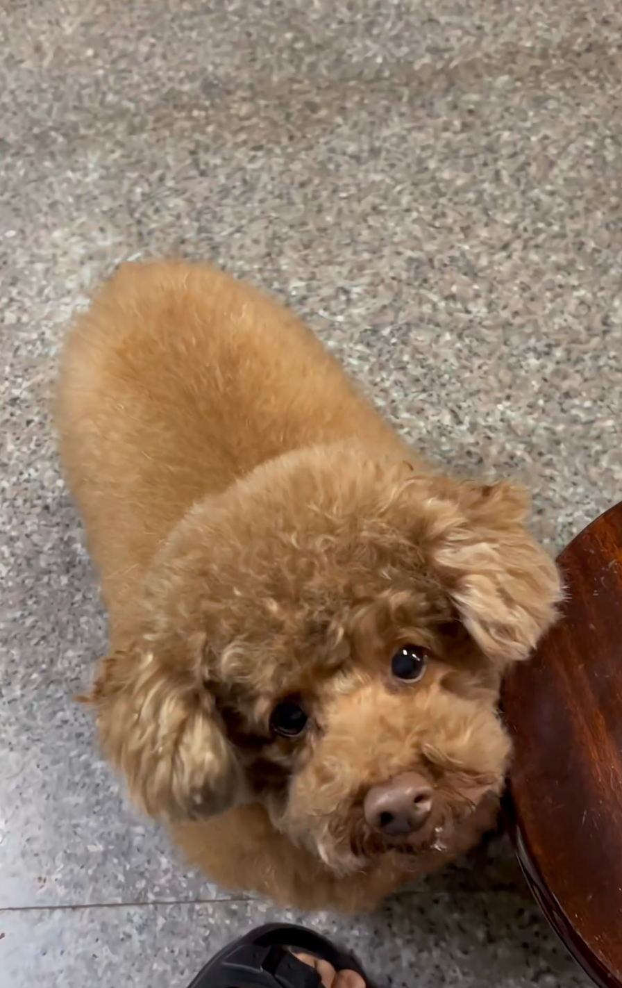 妞妞：快給我吃的！