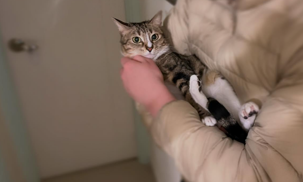 BIG BOSS可是有9條命BUFF加持的！