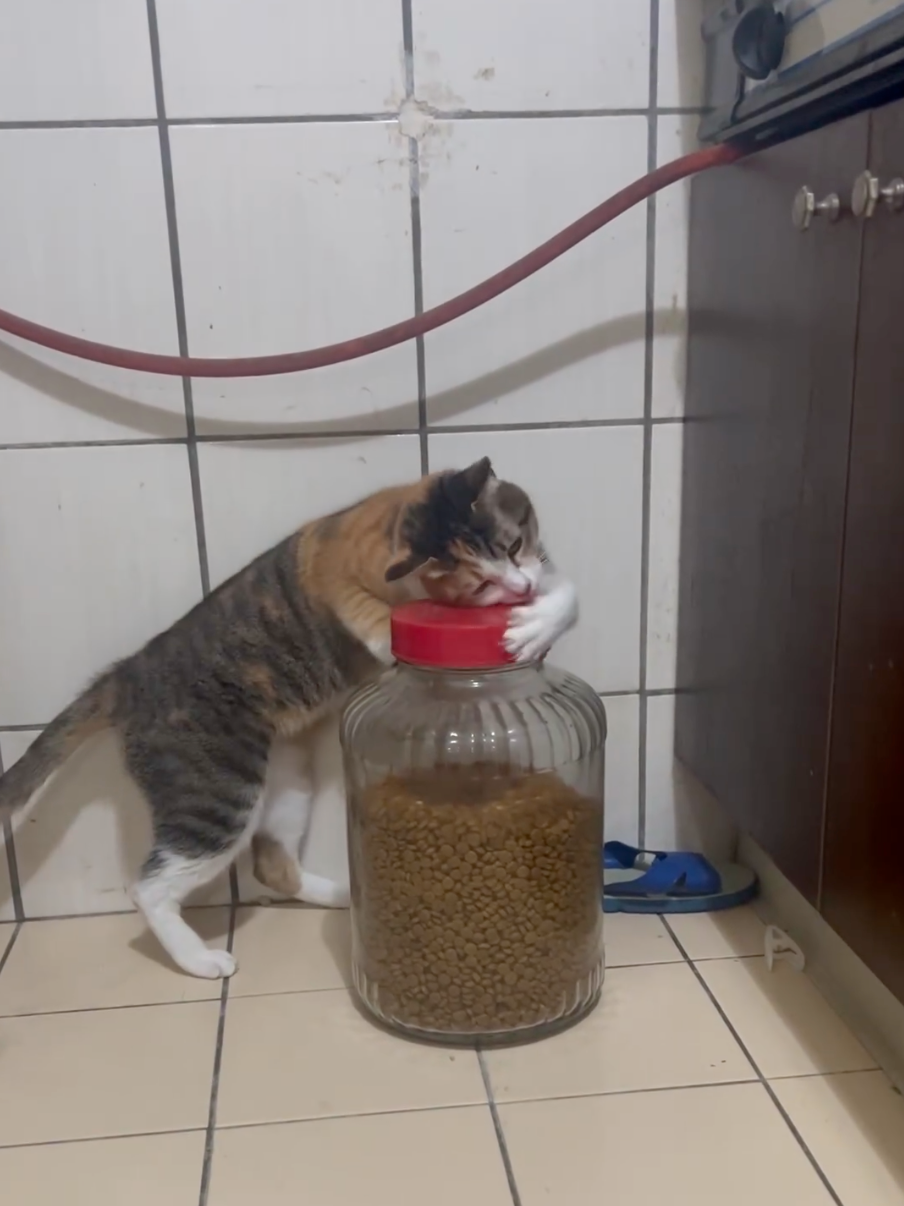 會自己開瓶蓋來吃貓糧～