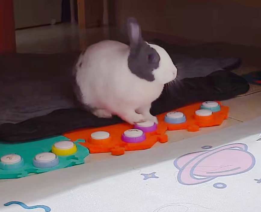 兔兔超聰明，懂得分辨每個按鈕的意思～