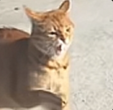 咪咪：喂！有沒有洗屁屁啊！