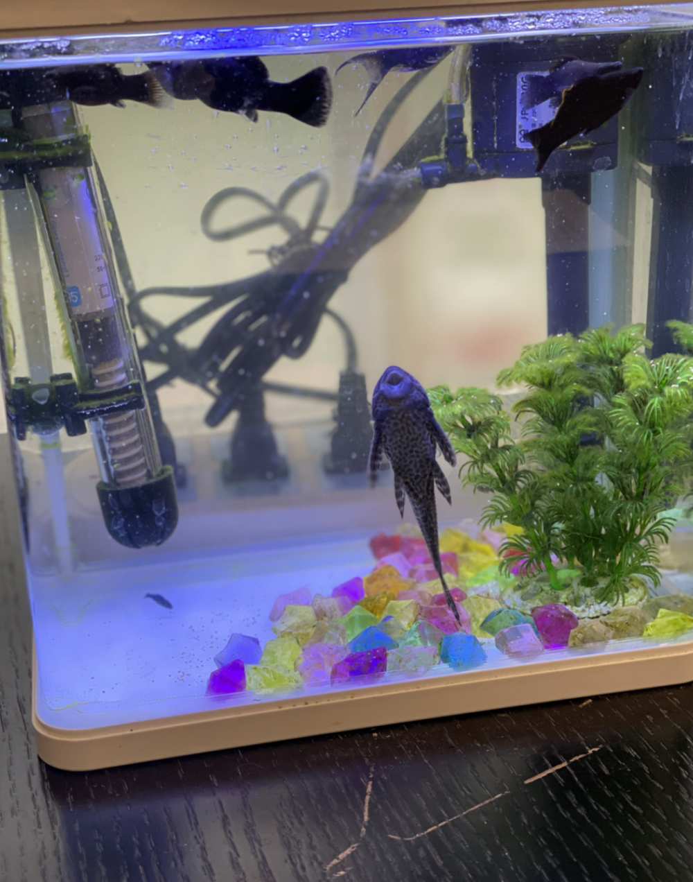 垃圾魚雖會清理部分藻類，但自身的排泄物也多