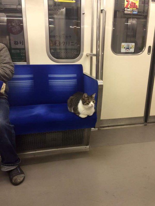 寵物與飼主必須從車廂最後一扇門上車與下車~