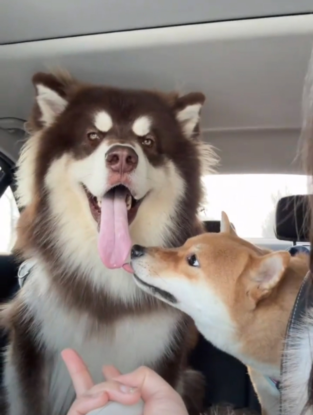 柴柴：哎呀，忍不住想上嘴了～