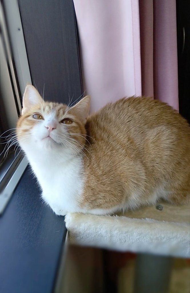 乳製品會導致腸胃不適，產生腹脹和脹氣，進而放屁。