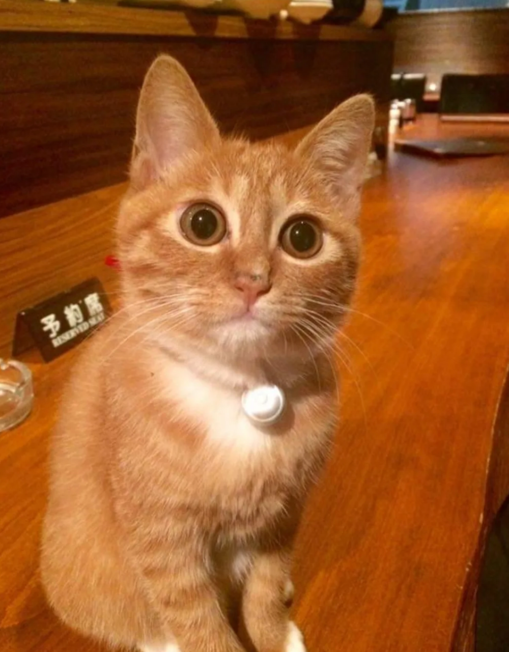 貓店長只吃自己的罐罐喔！