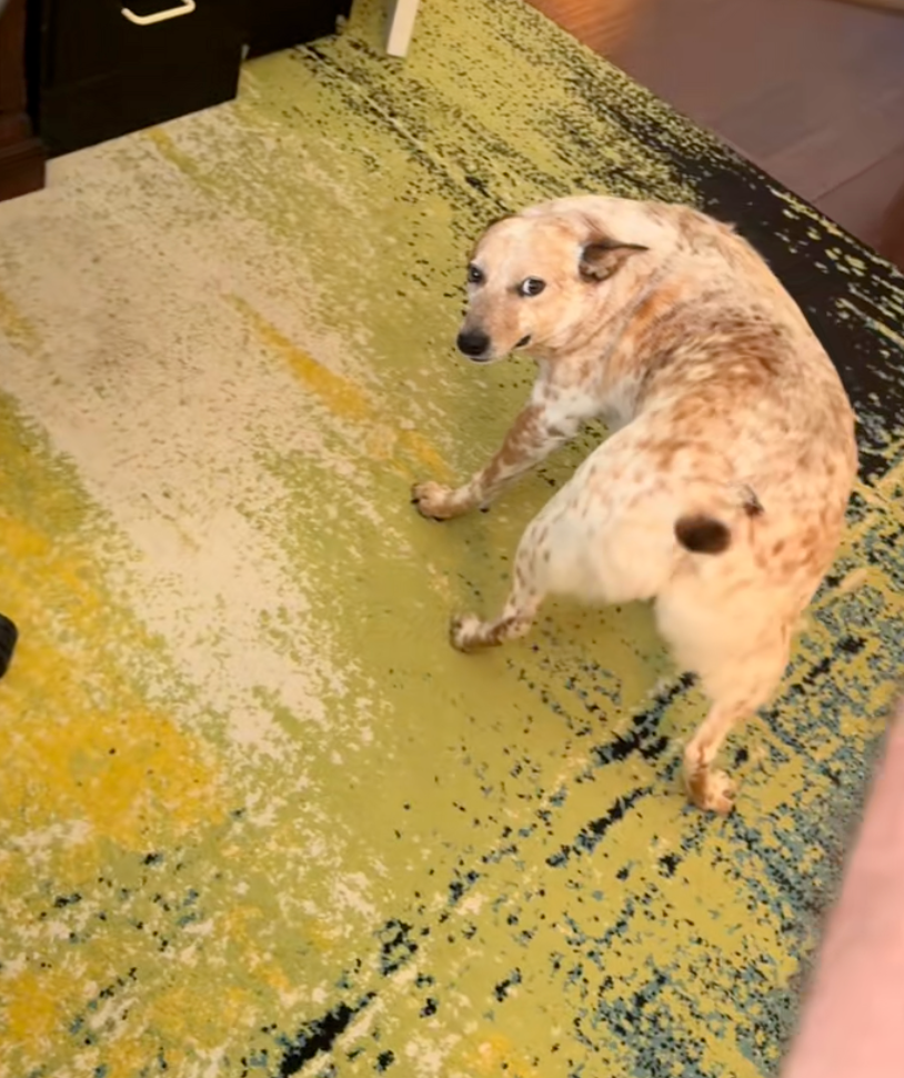 狗狗：看過電臀舞嗎？