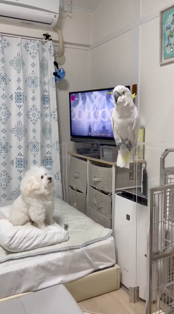 Milk有在認真觀看欸！