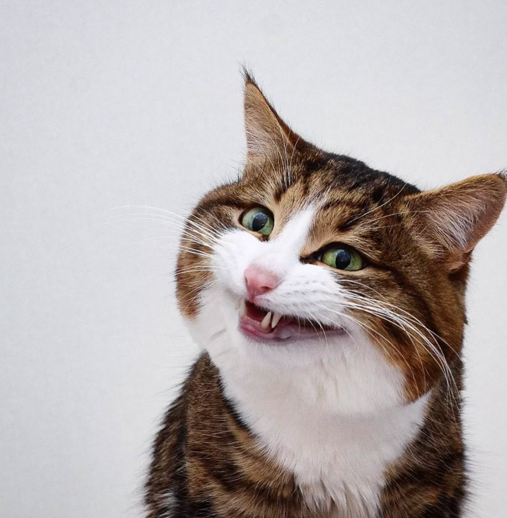 遇見新飼主後Rexie的命運從此改變～