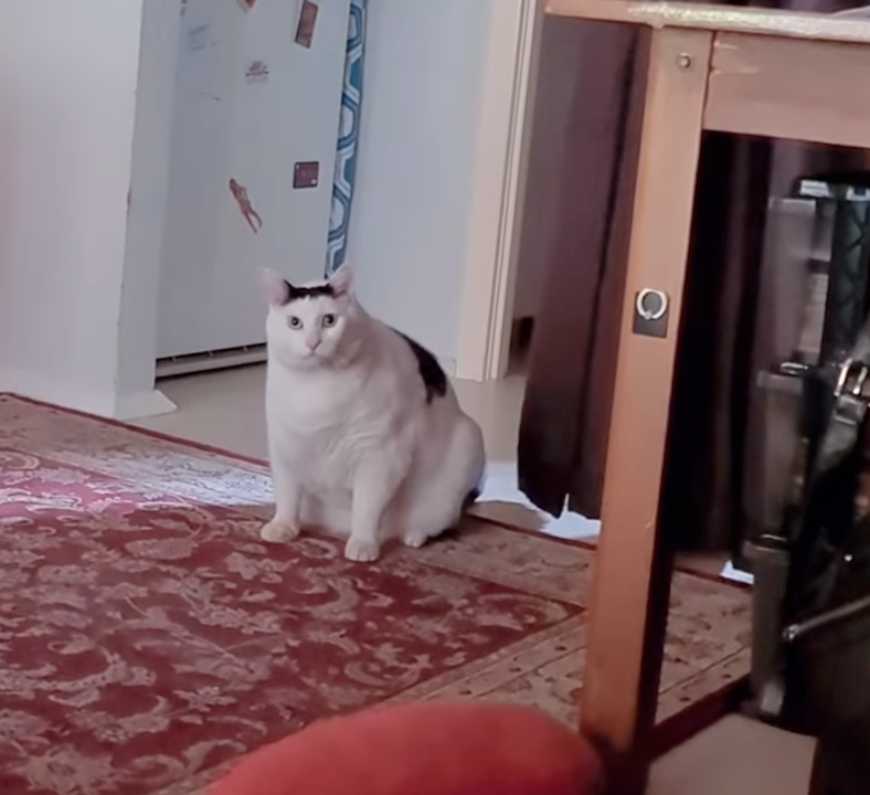 腦海裡只記得貓貓說「蛤？」～