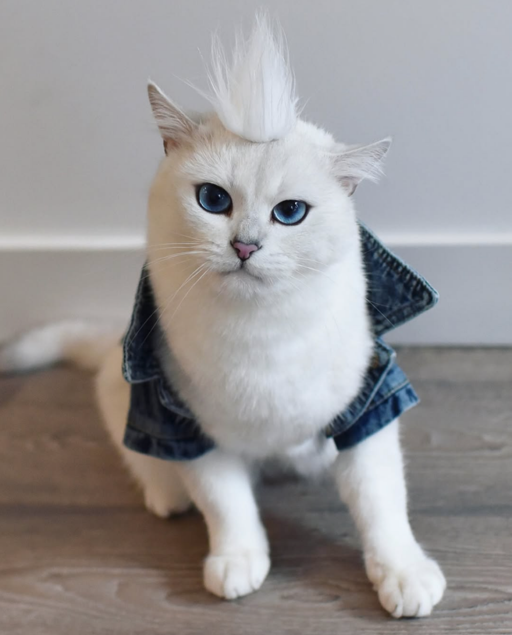 這套有點帥是怎麼回事？