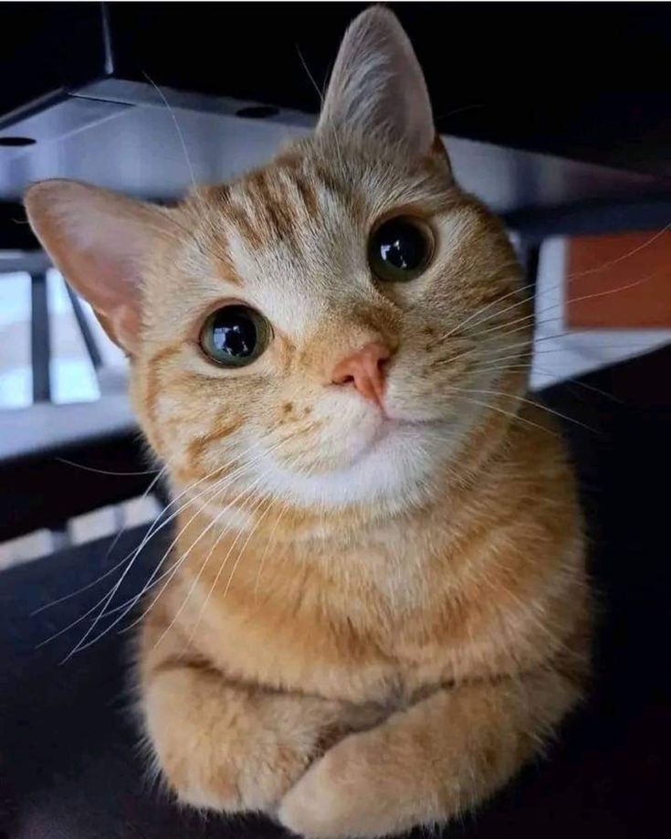 家貓的壽命約落在14至17歲。