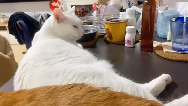 好啦，其實是白貓的尾巴被壓住了XD