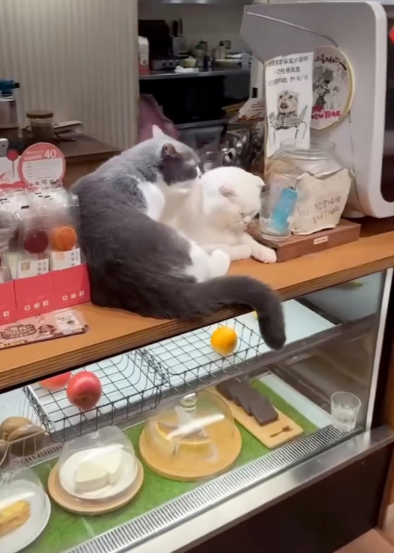 貓咪都很親人～